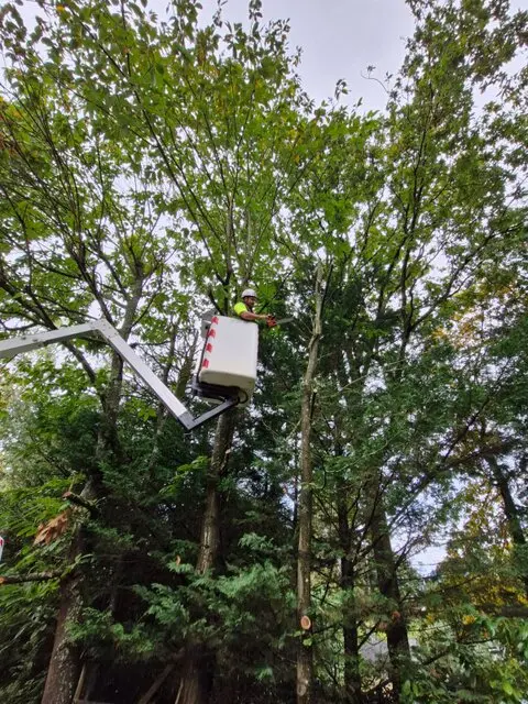 Benjy Élagage - Barbezieux Saint-Hilaire